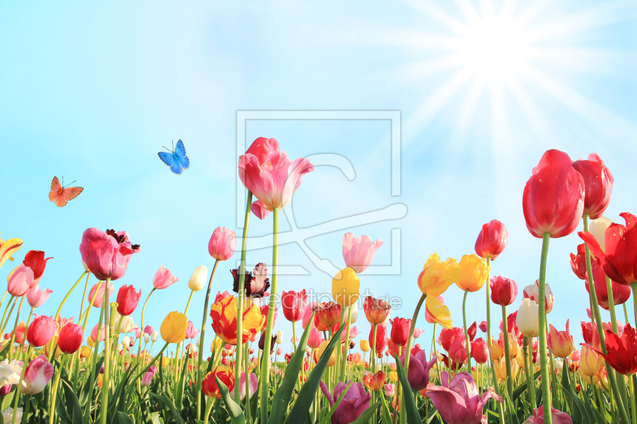 Bild-Nr.: 11465482 Frühlingtulpenwiese mit Schmetterlingen erstellt von SusaZoom