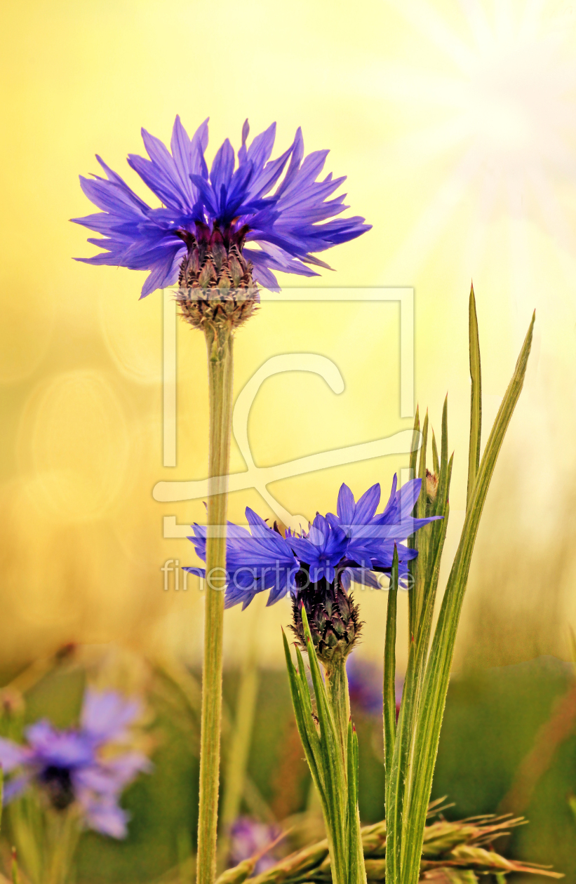 Bild-Nr.: 11465562 Kornblumenblüten in der Abendsonne erstellt von SusaZoom