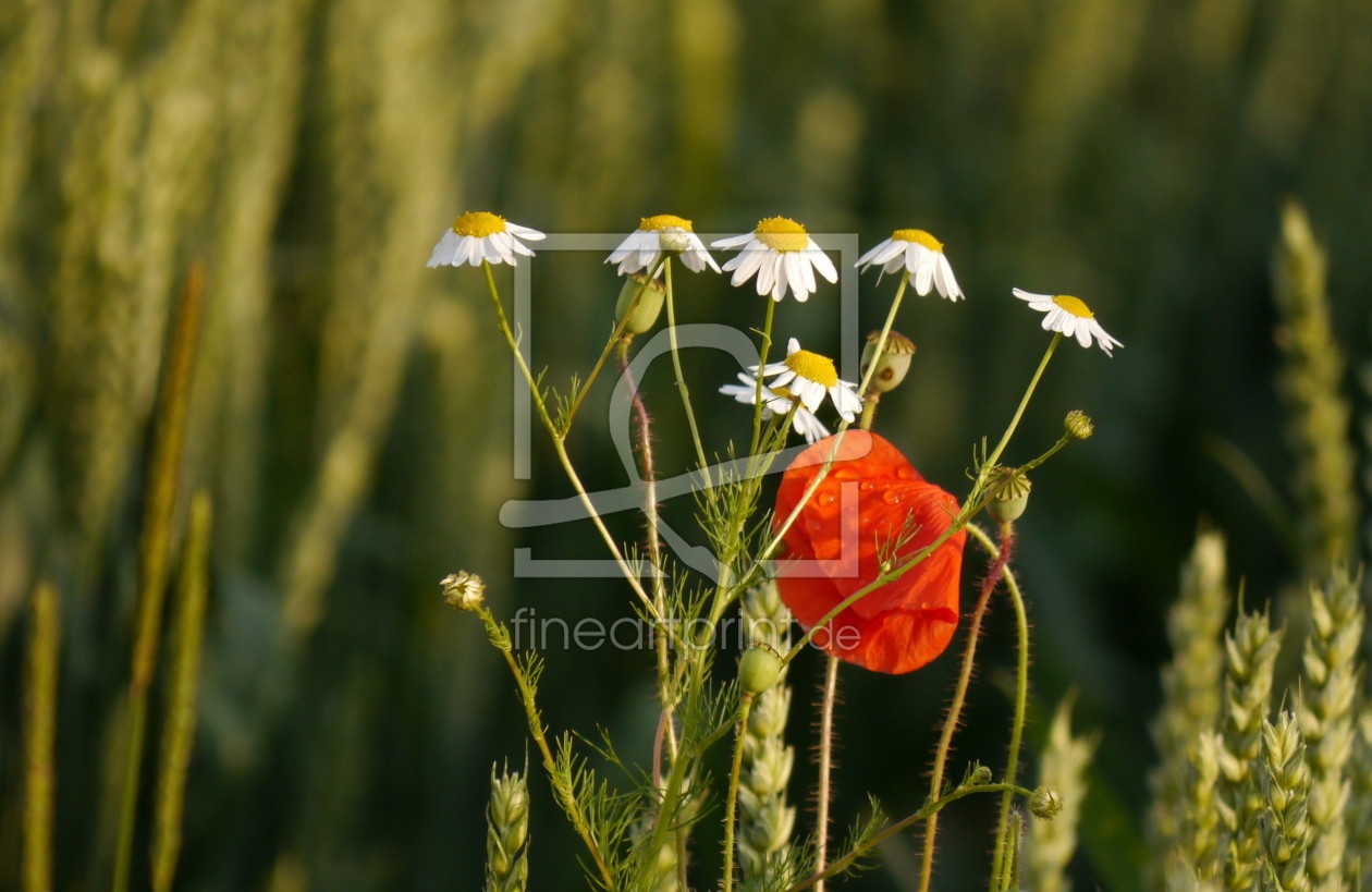 Bild-Nr.: 11465662 Kamille und Mohn erstellt von Chrisho