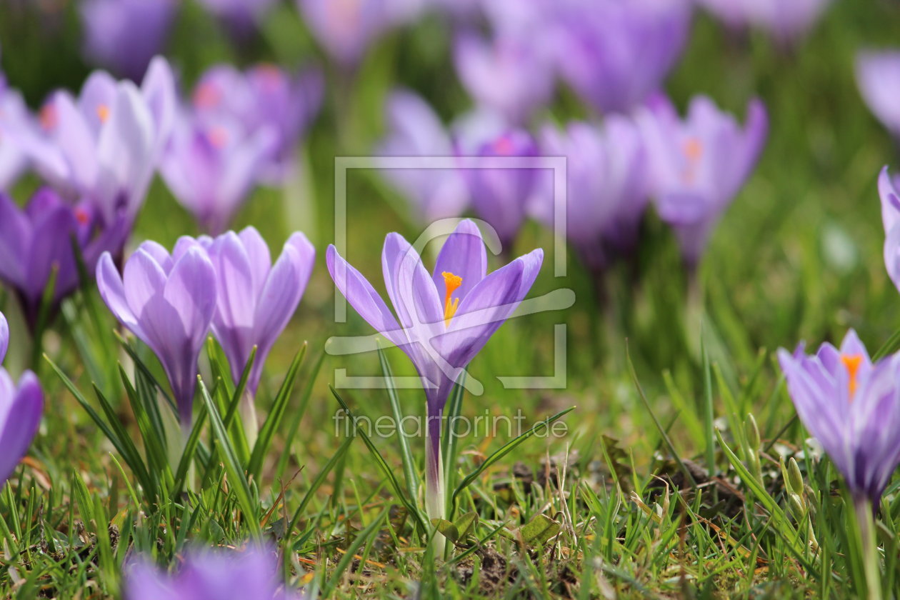 Bild-Nr.: 11465906 Krokusse erstellt von Heike Hultsch