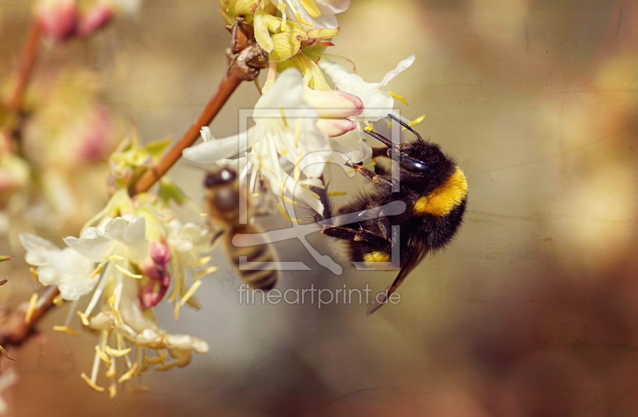 Bild-Nr.: 11466355 Frühlingsbiene erstellt von youhaveadream