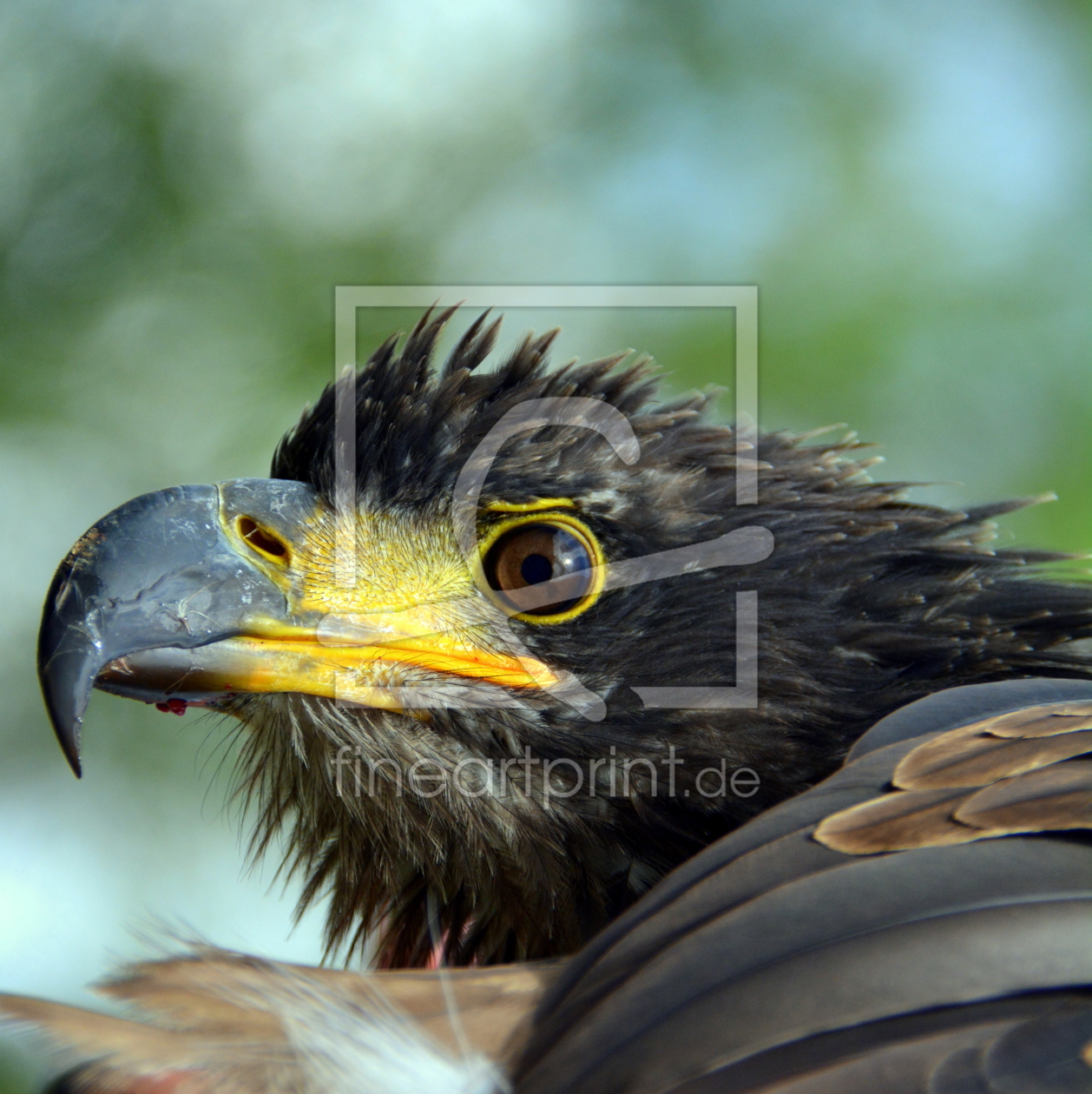 Bild-Nr.: 11466806 Adlerblick erstellt von GUGIGEI