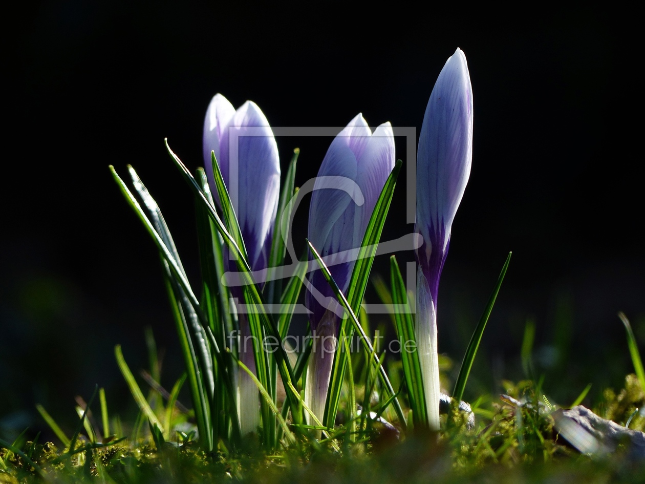 Bild-Nr.: 11468239 3 Krokusse in der Frühlingssonne erstellt von Schroeer-Ralf