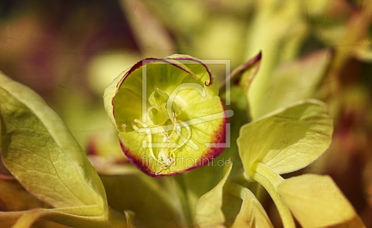 Bild-Nr.: 11468325 Helleborus erstellt von youhaveadream