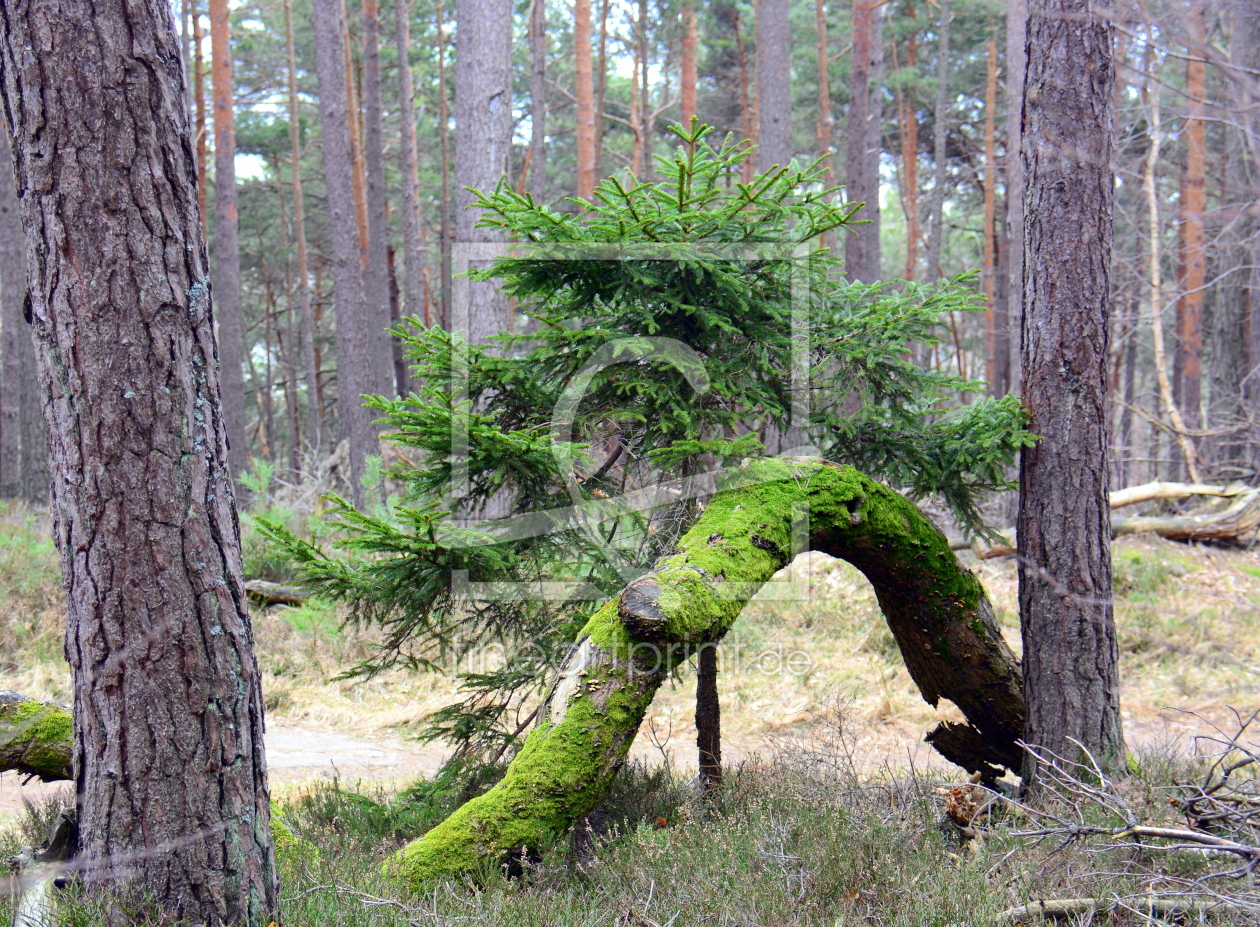 Bild-Nr.: 11468336 .. im Wald .. erstellt von GUGIGEI