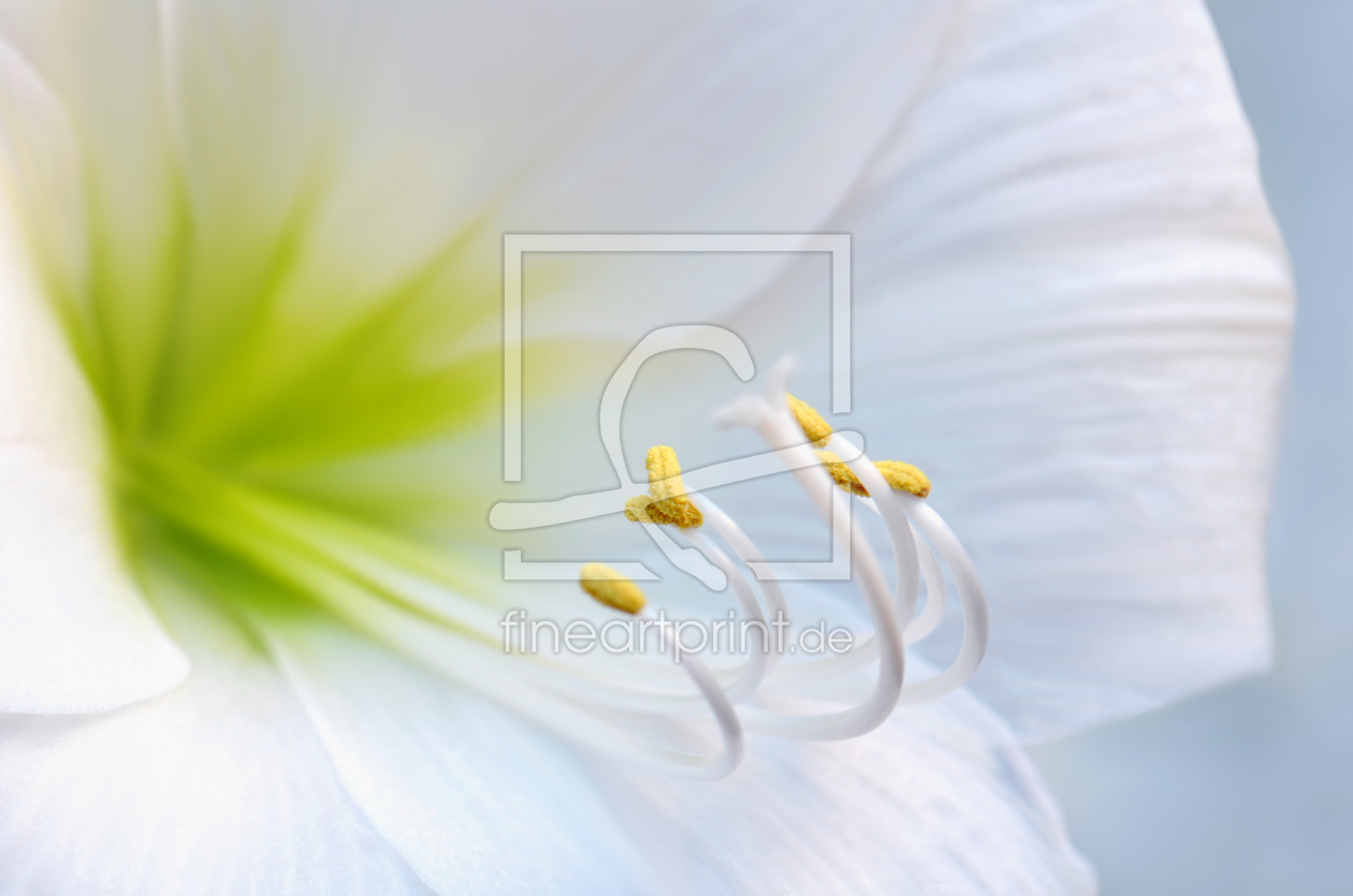 Bild-Nr.: 11468365 Amaryllis erstellt von Atteloi