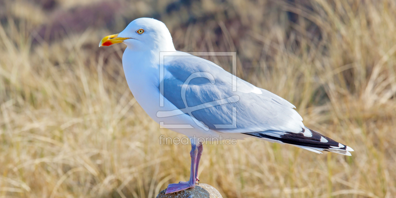 Bild-Nr.: 11468529 Möwe erstellt von wompus