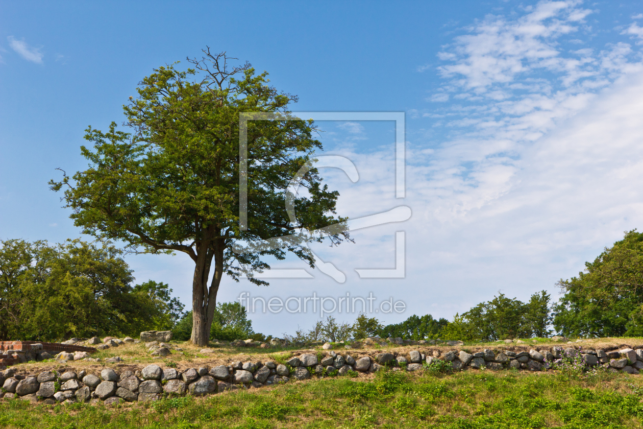 Bild-Nr.: 11468734 Baum an der Schlossruine Søborg 2 erstellt von Anja Schäfer