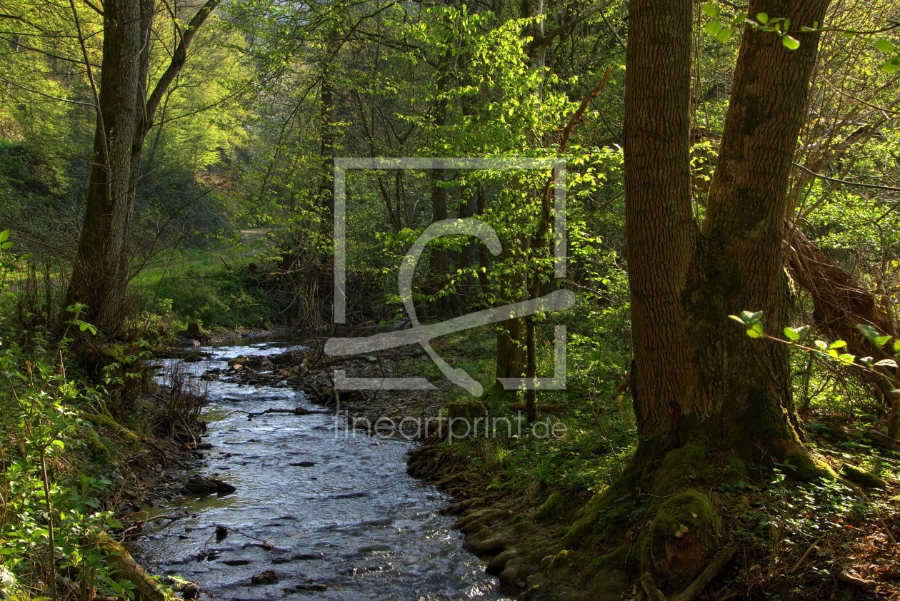 Bild-Nr.: 11468847 Bachlauf im frühlingshaften Wald erstellt von RonNi