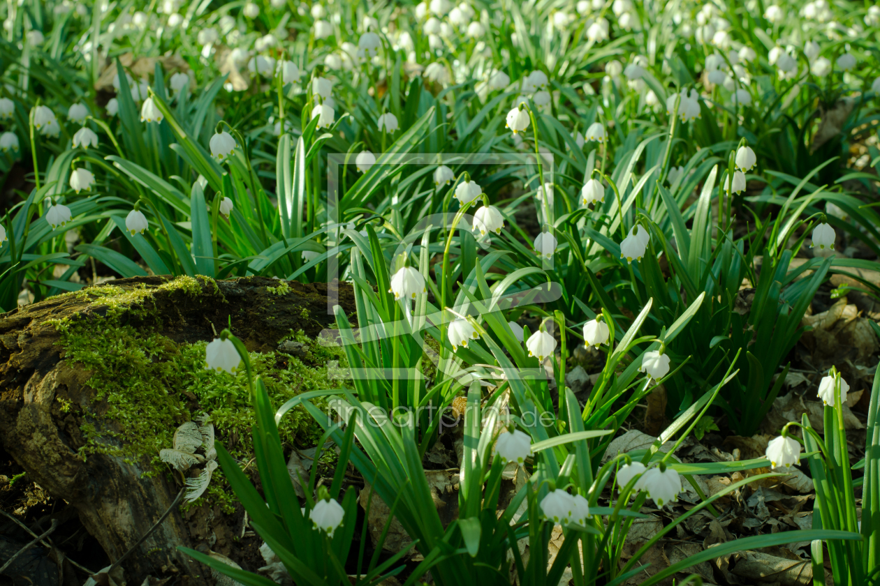 Bild-Nr.: 11469400 Spring erstellt von Steffen Gierok