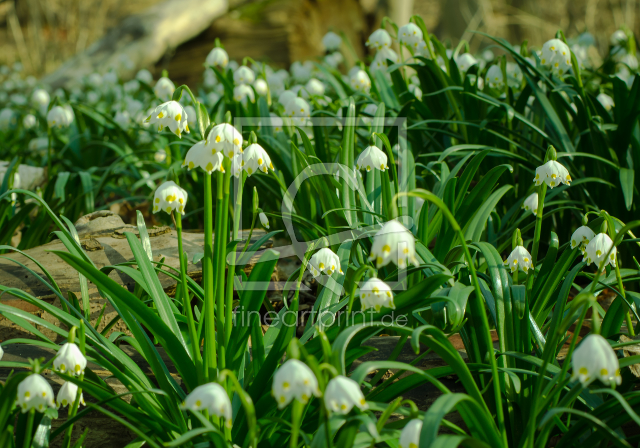 Bild-Nr.: 11469402 Spring erstellt von Steffen Gierok