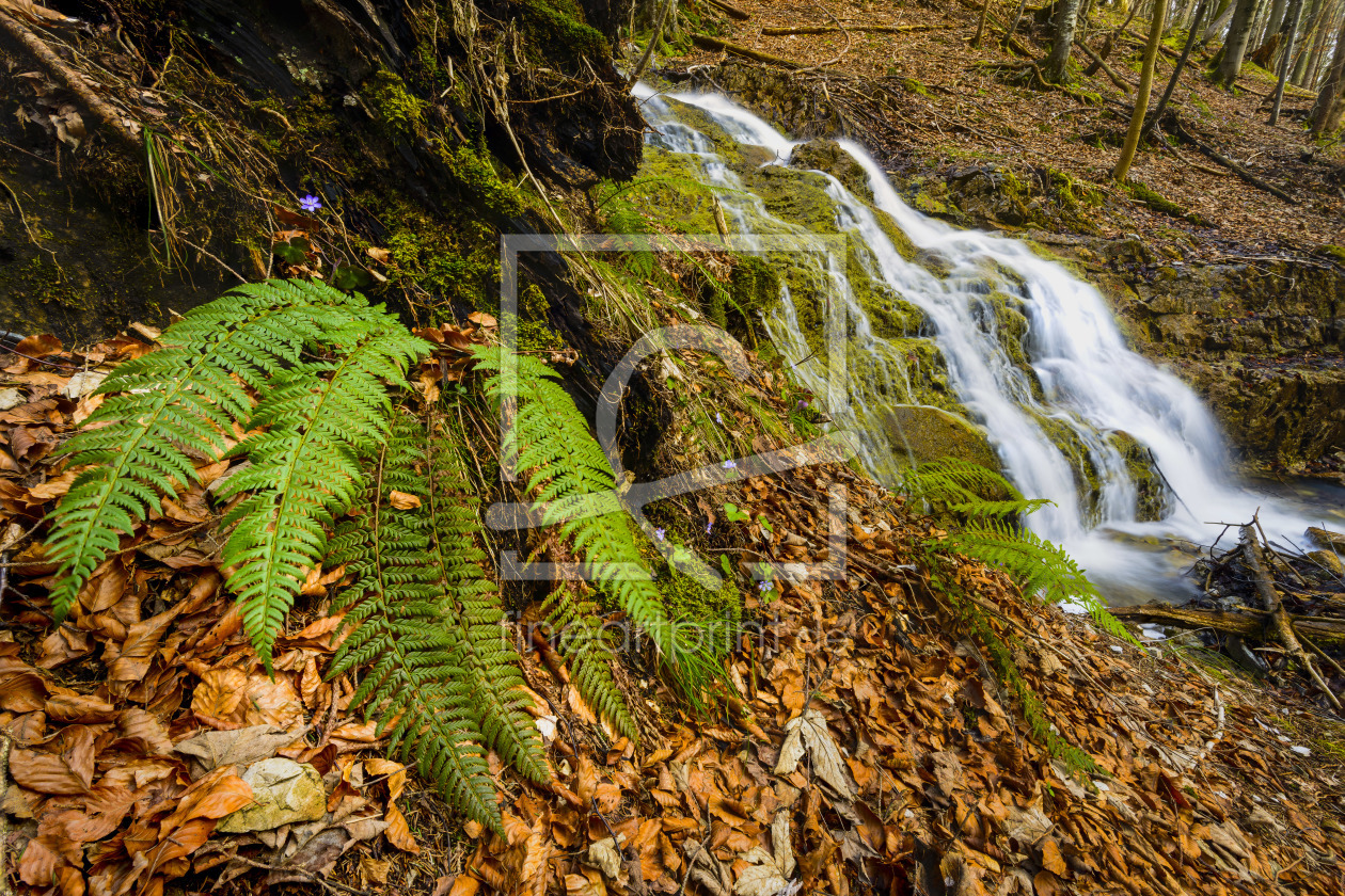 Bild-Nr.: 11469968 Der Farn am Wasserfall erstellt von DenisFeiner