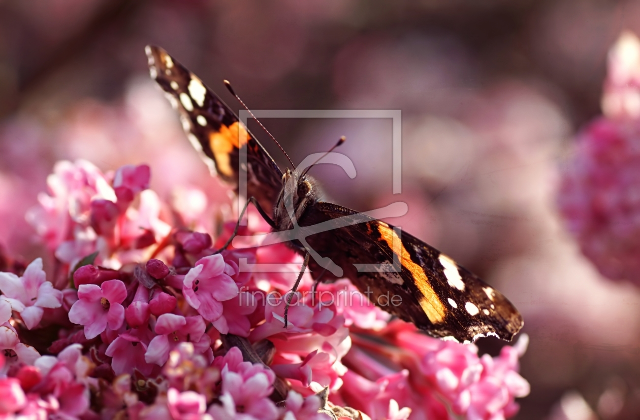 Bild-Nr.: 11470029 Admiral Bild-Nr.: 11470029 Admiral erstellt von youhaveadream