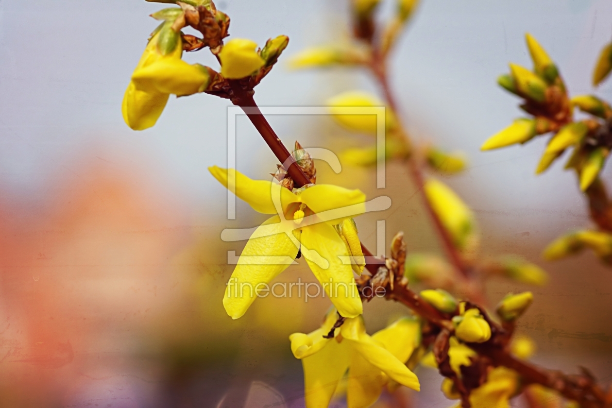 Bild-Nr.: 11470035 Forsythien erstellt von youhaveadream