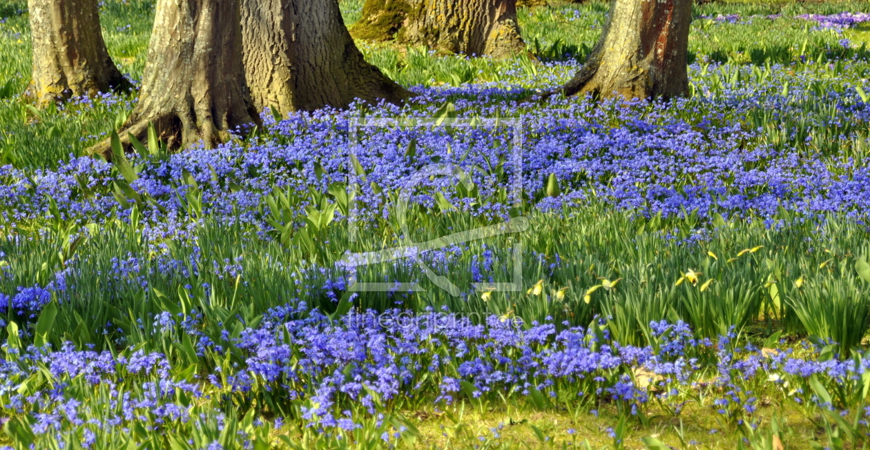 Bild-Nr.: 11470472 blauer Frühlingstraum erstellt von GUGIGEI