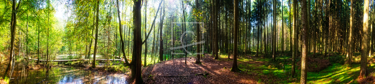 Bild-Nr.: 11470575 Waldidylle Bild-Nr.: 11470575 Waldidylle erstellt von ReichderNatur
