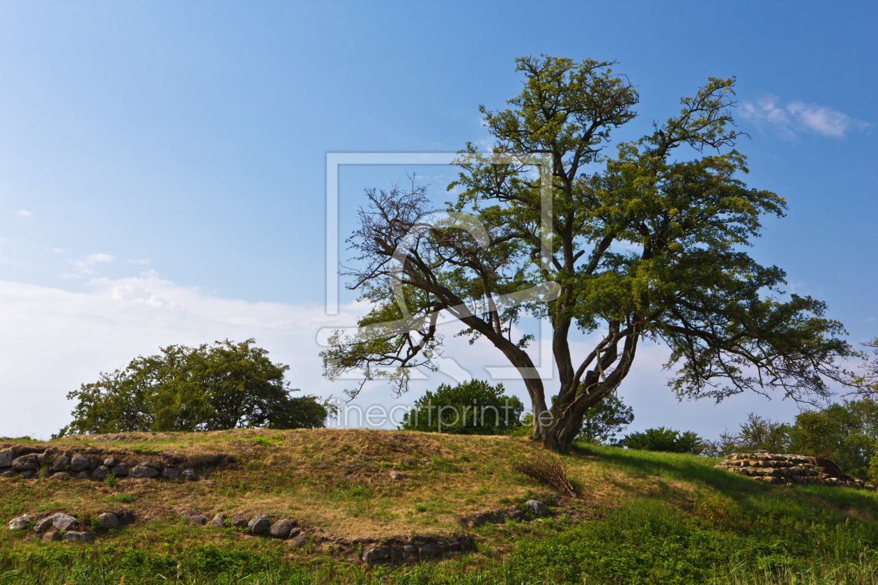 Bild-Nr.: 11470651 Baum an der Schlossruine Søborg 5 erstellt von Anja Schäfer