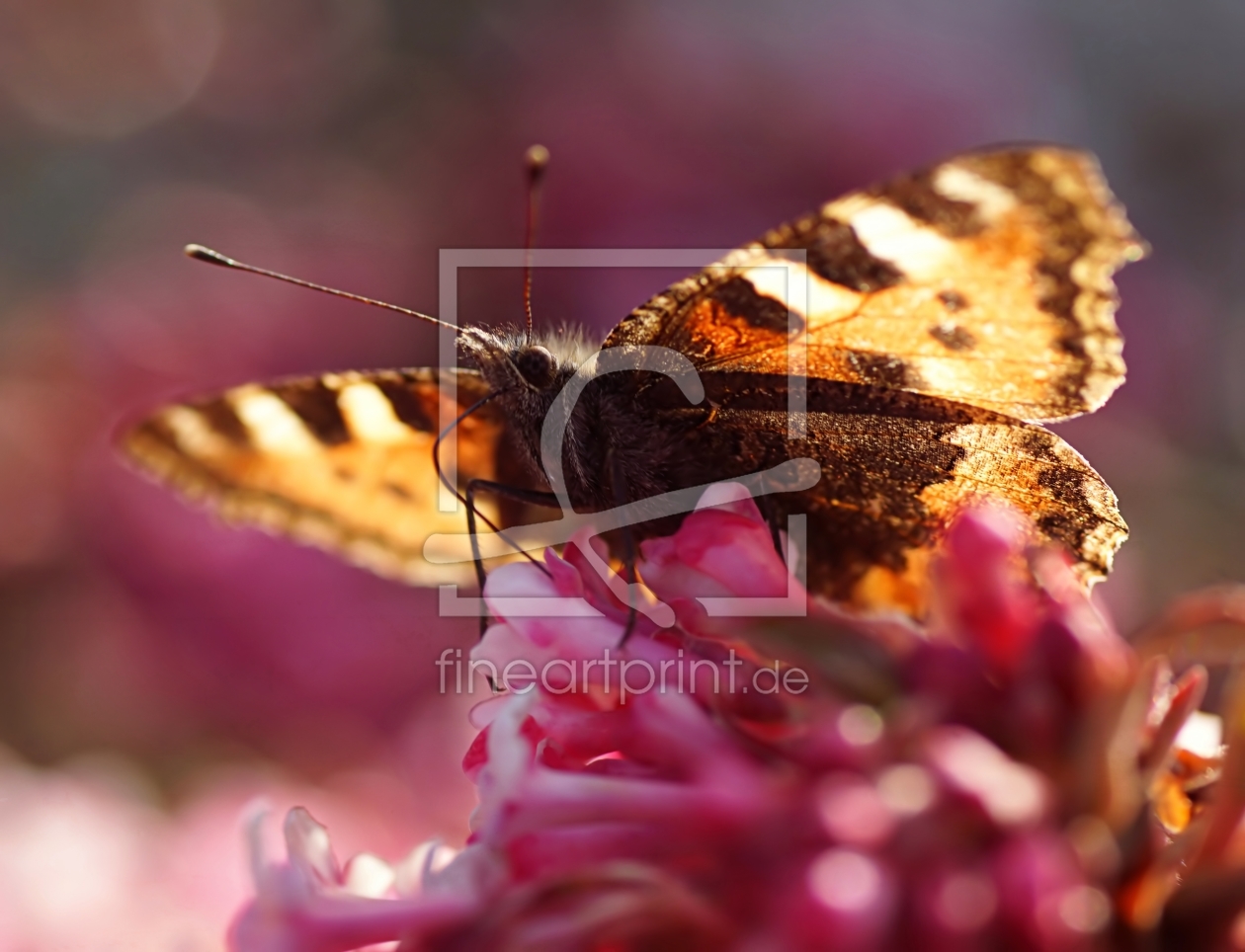 Bild-Nr.: 11470828 Butterfly erstellt von youhaveadream