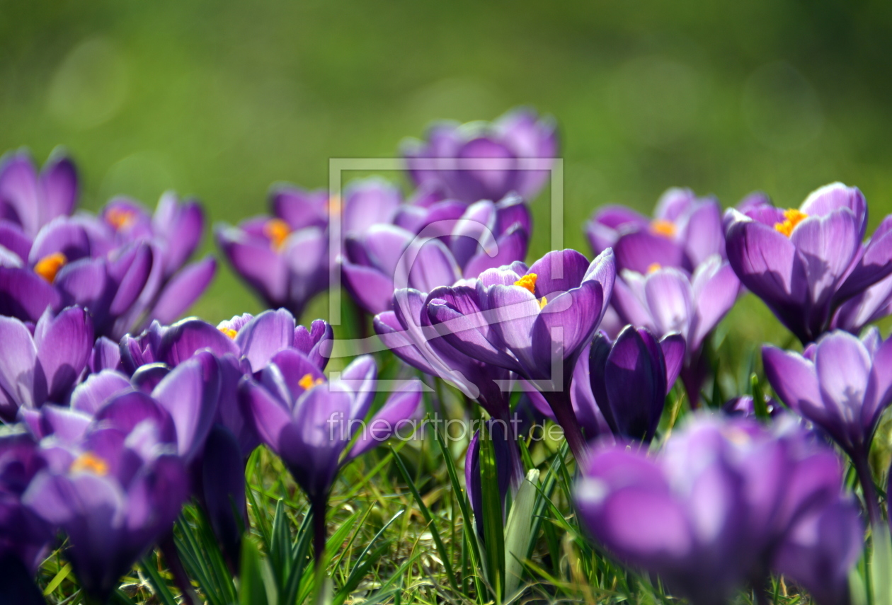 Bild-Nr.: 11471285 Endlich Frühling! erstellt von GUGIGEI