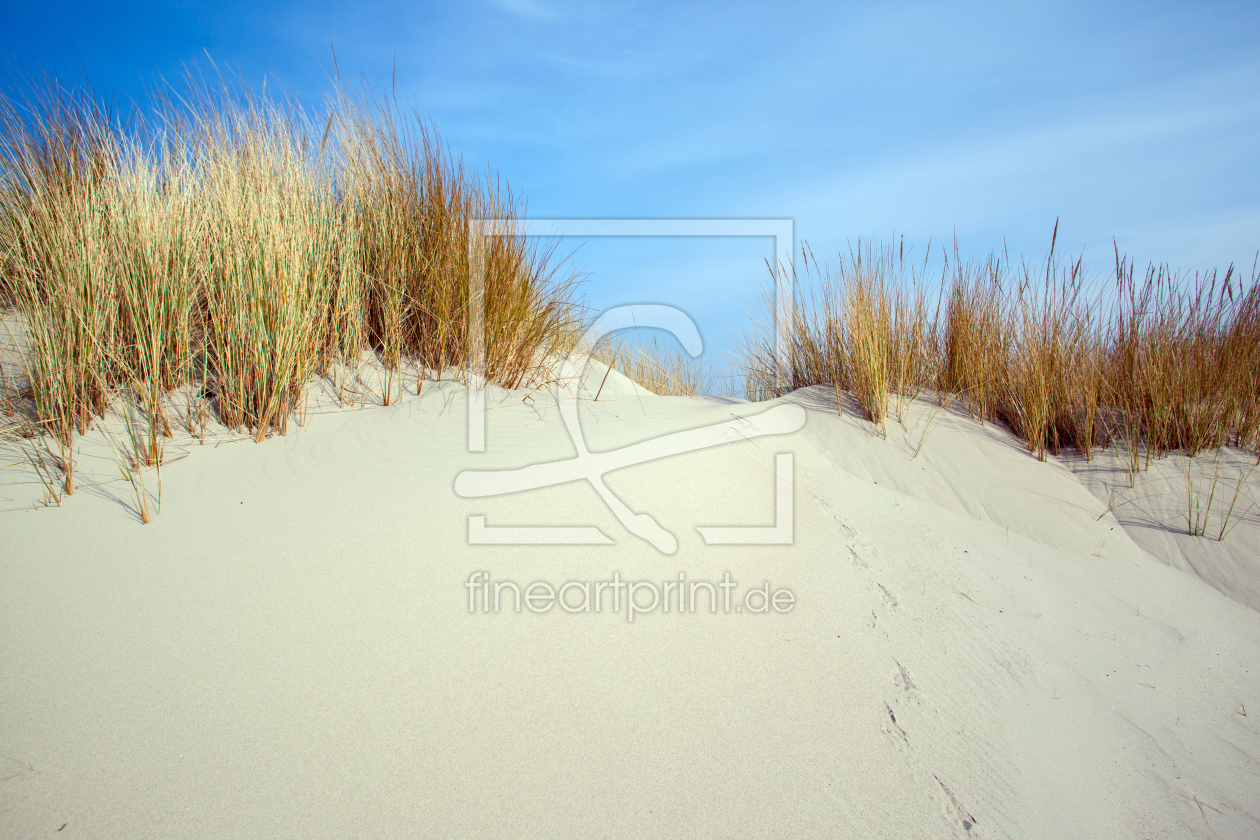 Bild-Nr.: 11471290 Spiekeroog Strandhafer erstellt von wompus