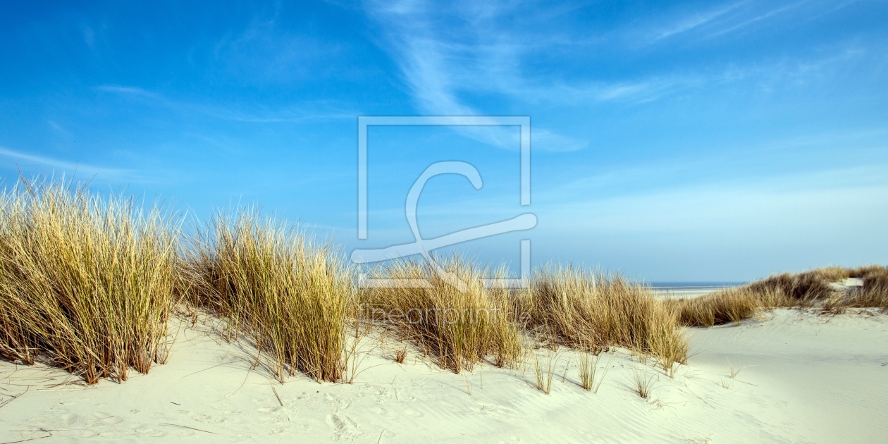 Bild-Nr.: 11471292 Spiekeroog Strandhafer erstellt von wompus