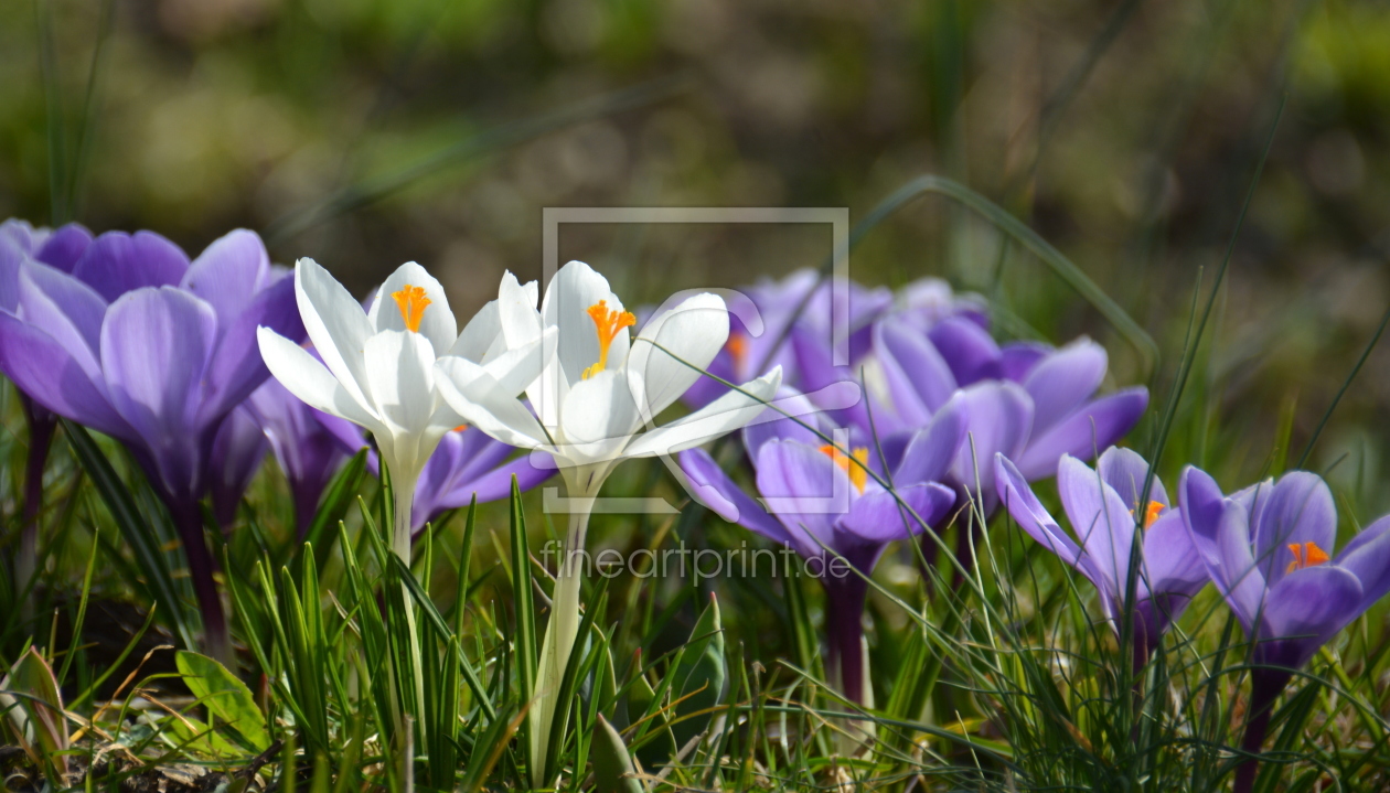 Bild-Nr.: 11471297 Frühlingspoesie erstellt von GUGIGEI