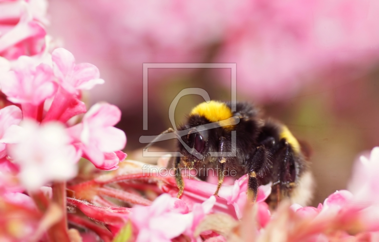 Bild-Nr.: 11472155 Bumble Bee erstellt von youhaveadream