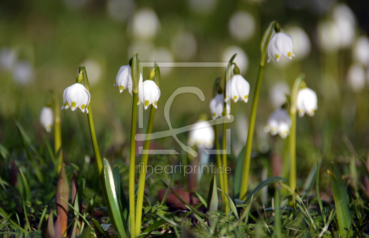 Bild-Nr.: 11472396 Frühlingserwachen erstellt von GUGIGEI