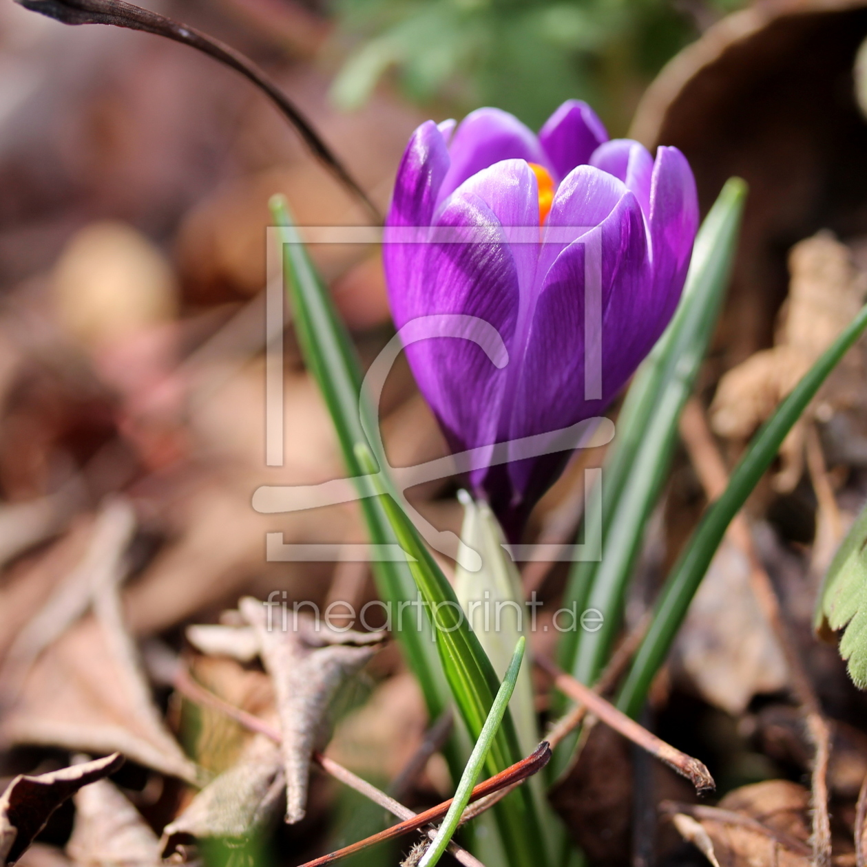 Bild-Nr.: 11472683 Krokus erstellt von margoscha08