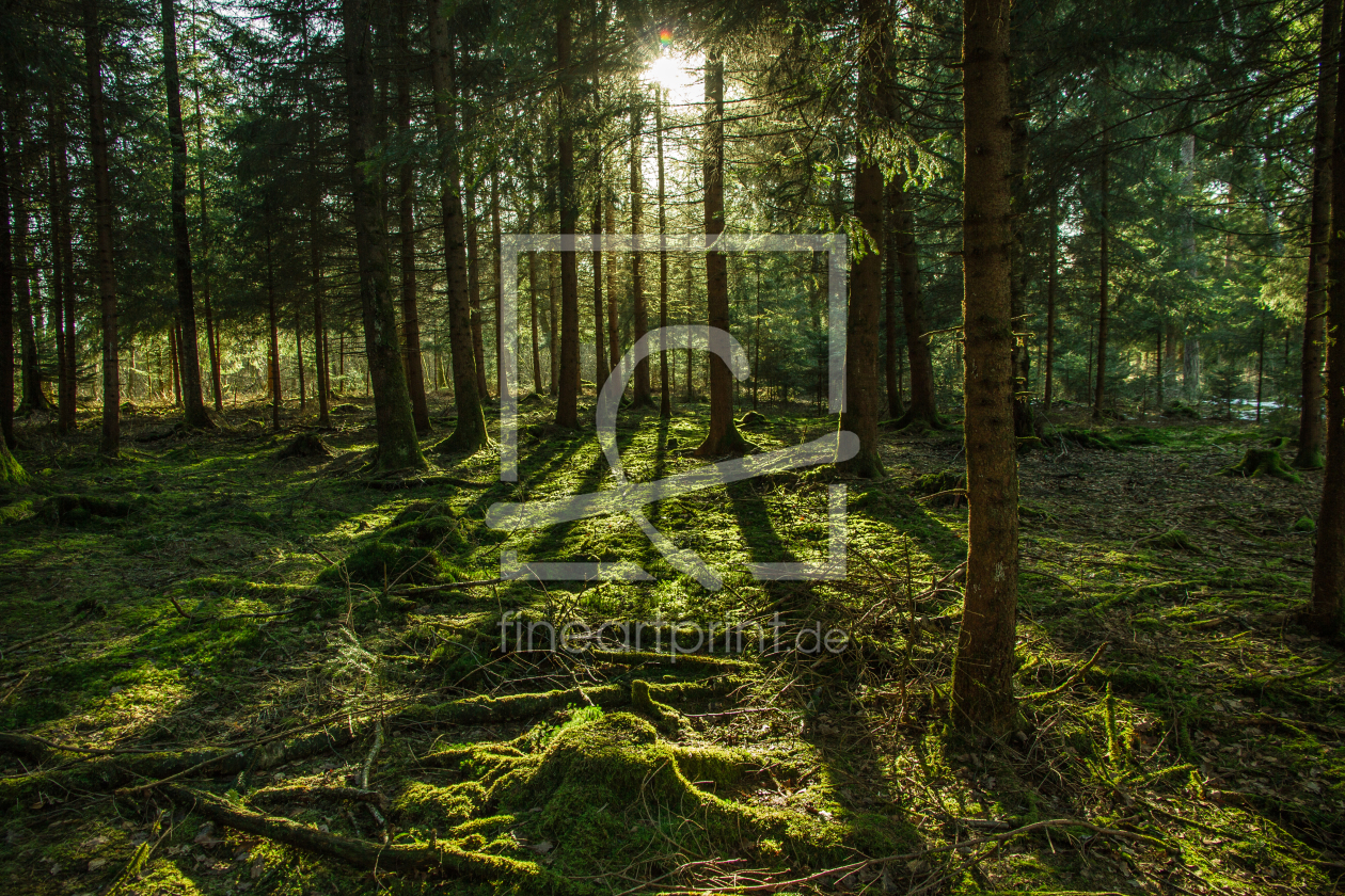 Bild-Nr.: 11472707 Lichtstrahlen im Wald erstellt von TDphotoArt