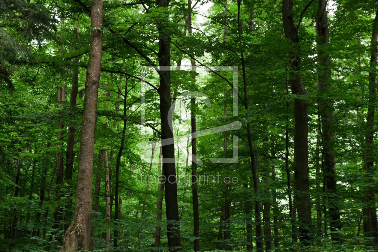 Bild-Nr.: 11472713 Grüner Wald erstellt von TDphotoArt