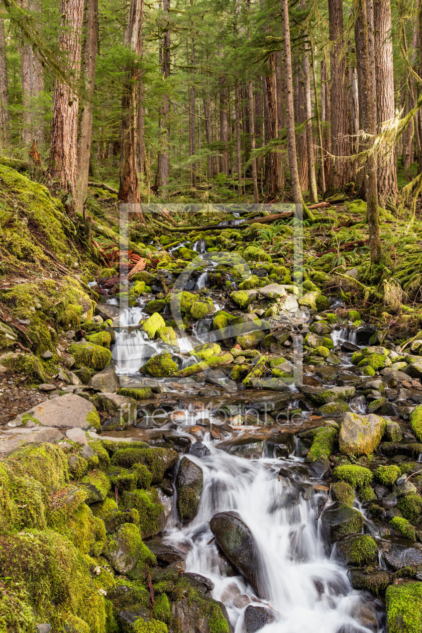 Bild-Nr.: 11472744 Olympic National Park erstellt von TomKli