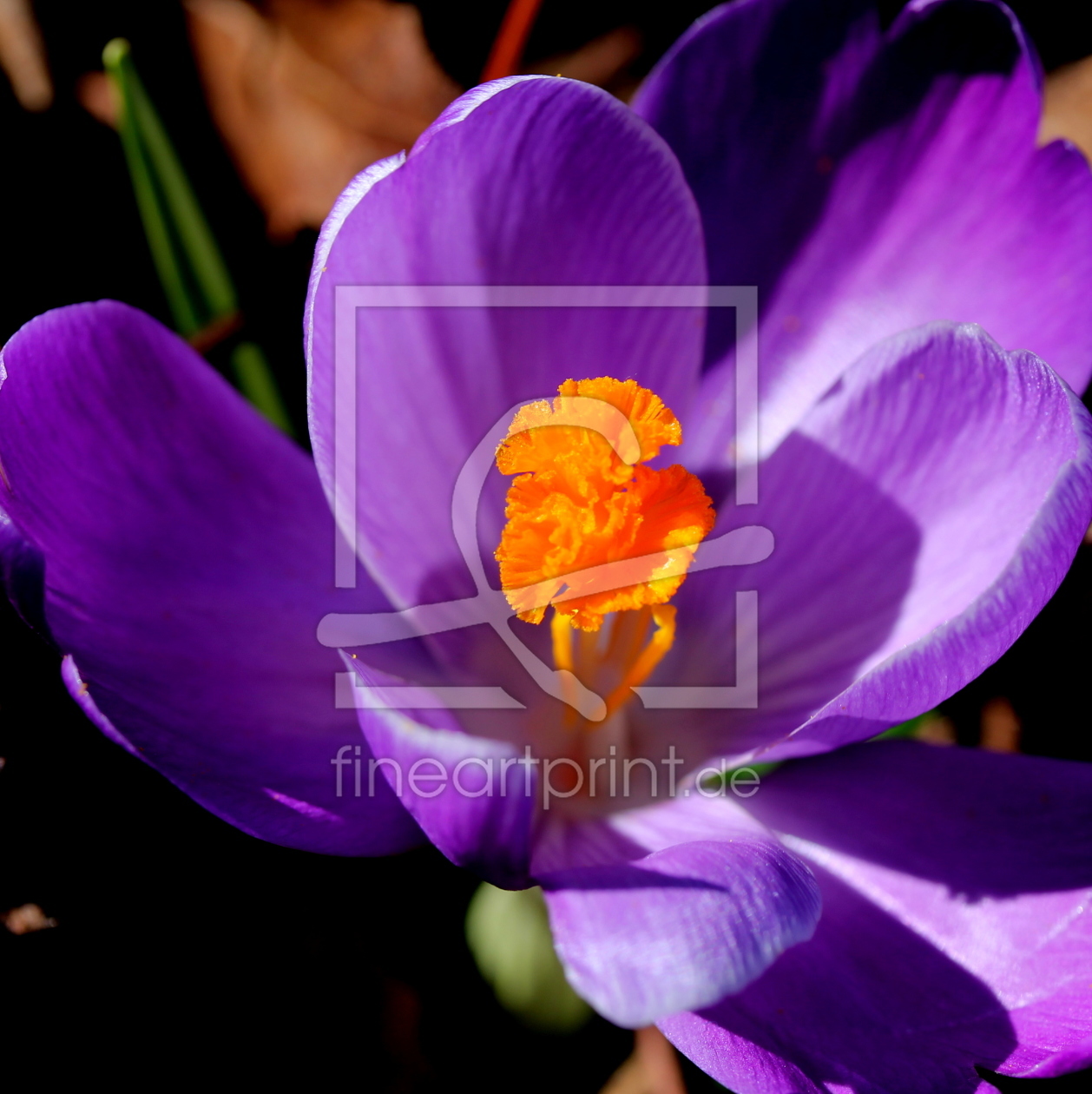 Bild-Nr.: 11472841 Krokus erstellt von margoscha08