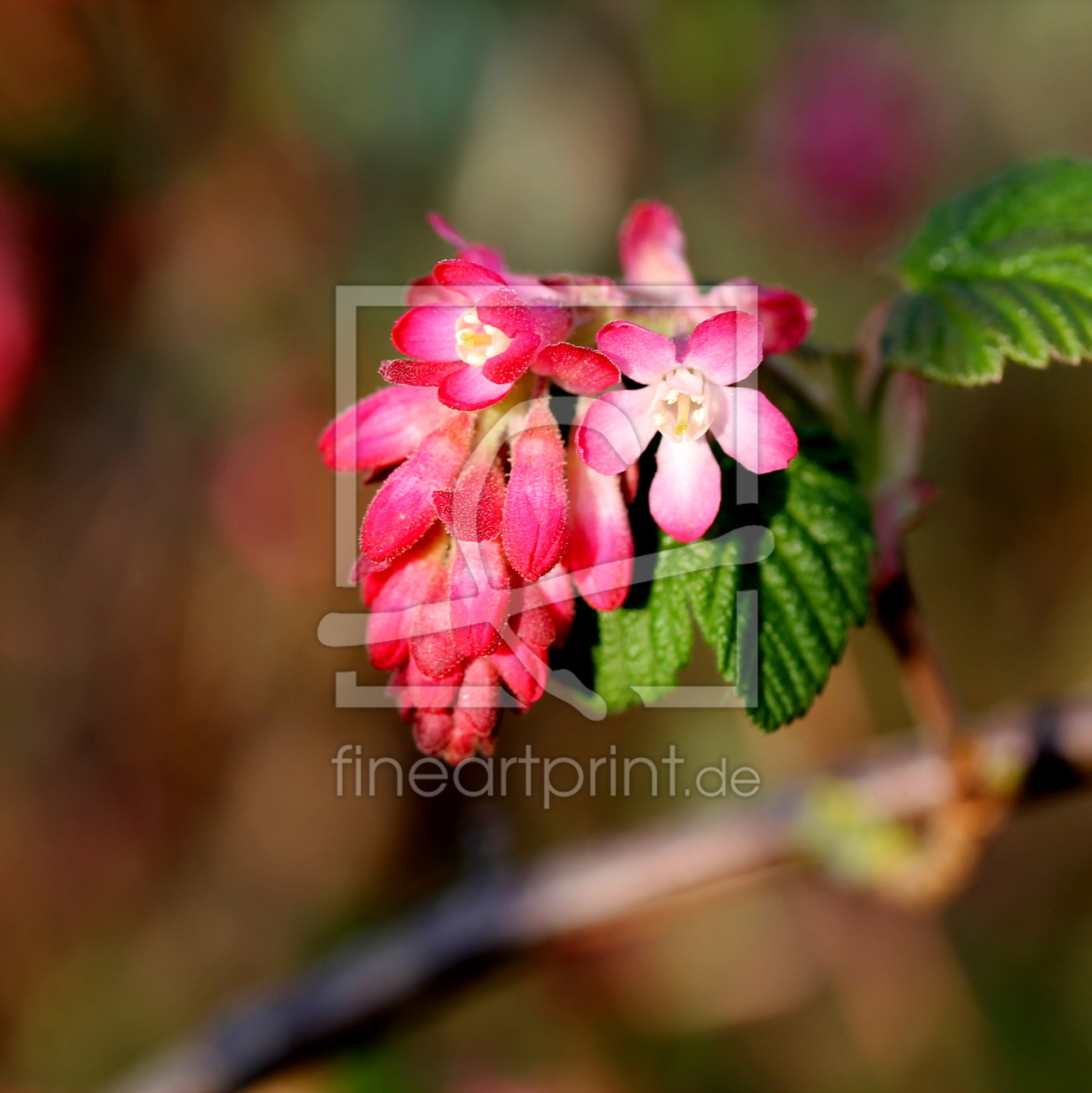 Bild-Nr.: 11472845 Frühling erstellt von margoscha08