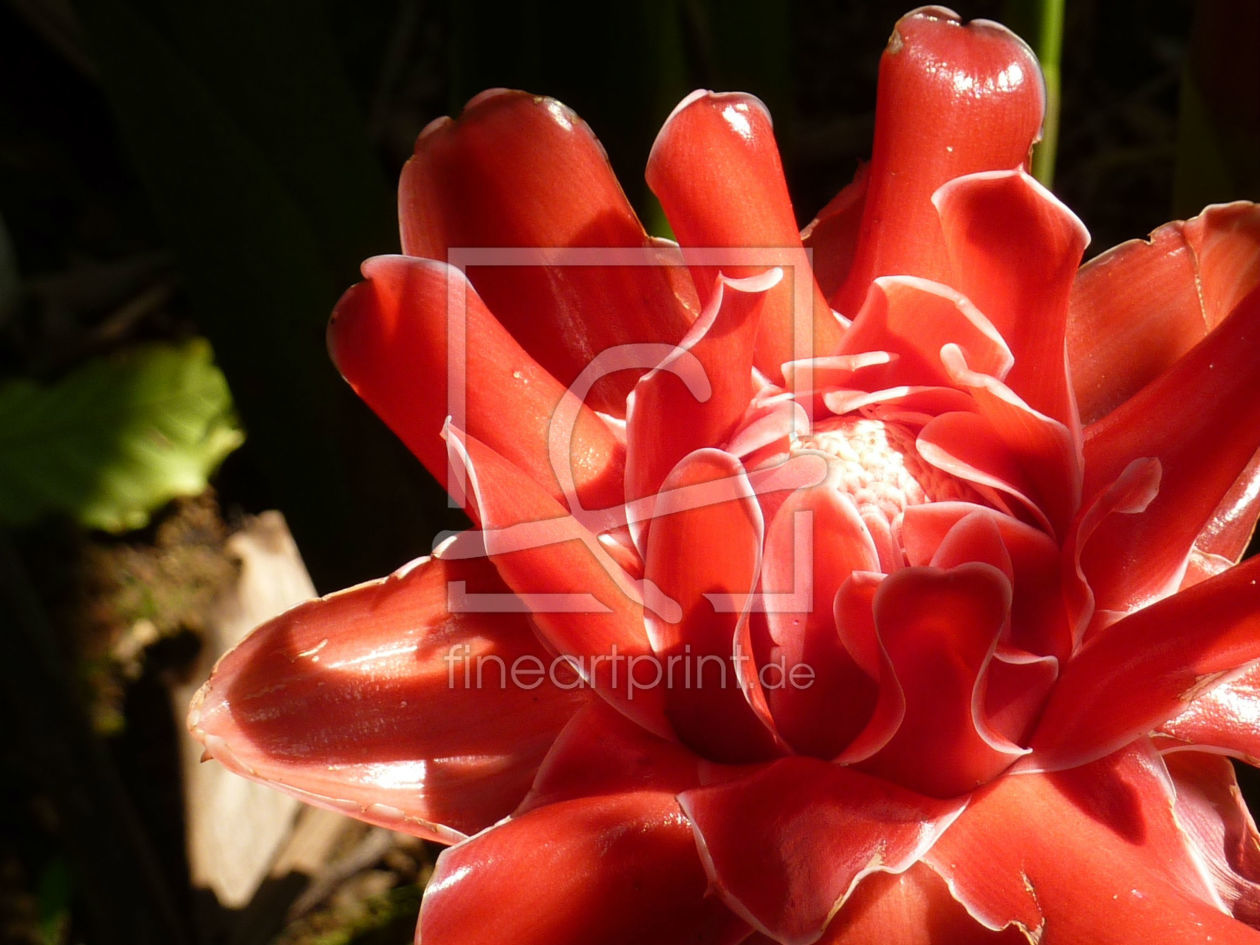 Bild-Nr.: 11472988 exotische rote Blüte erstellt von AKWeltenbummler