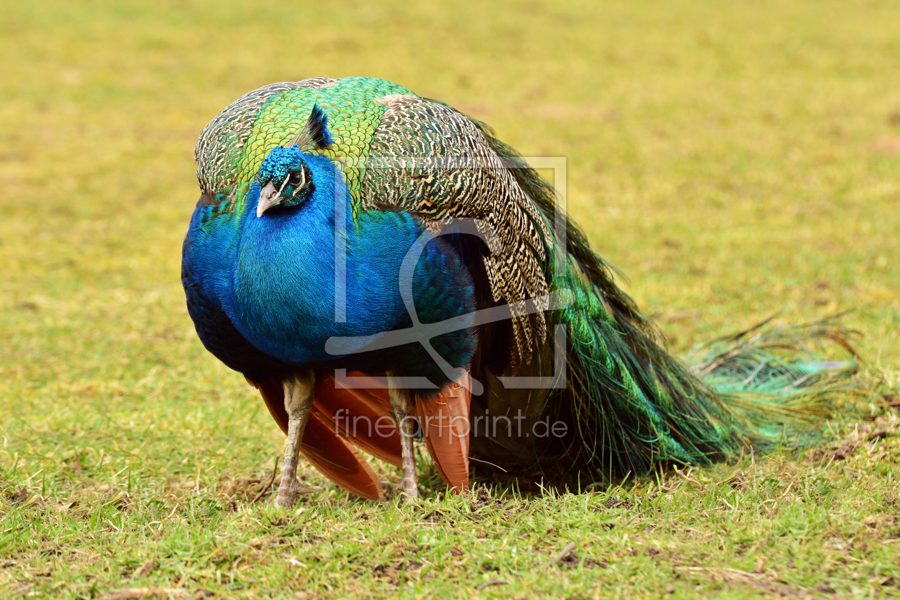 Bild-Nr.: 11473249 Der Pfau erstellt von Ostfriese