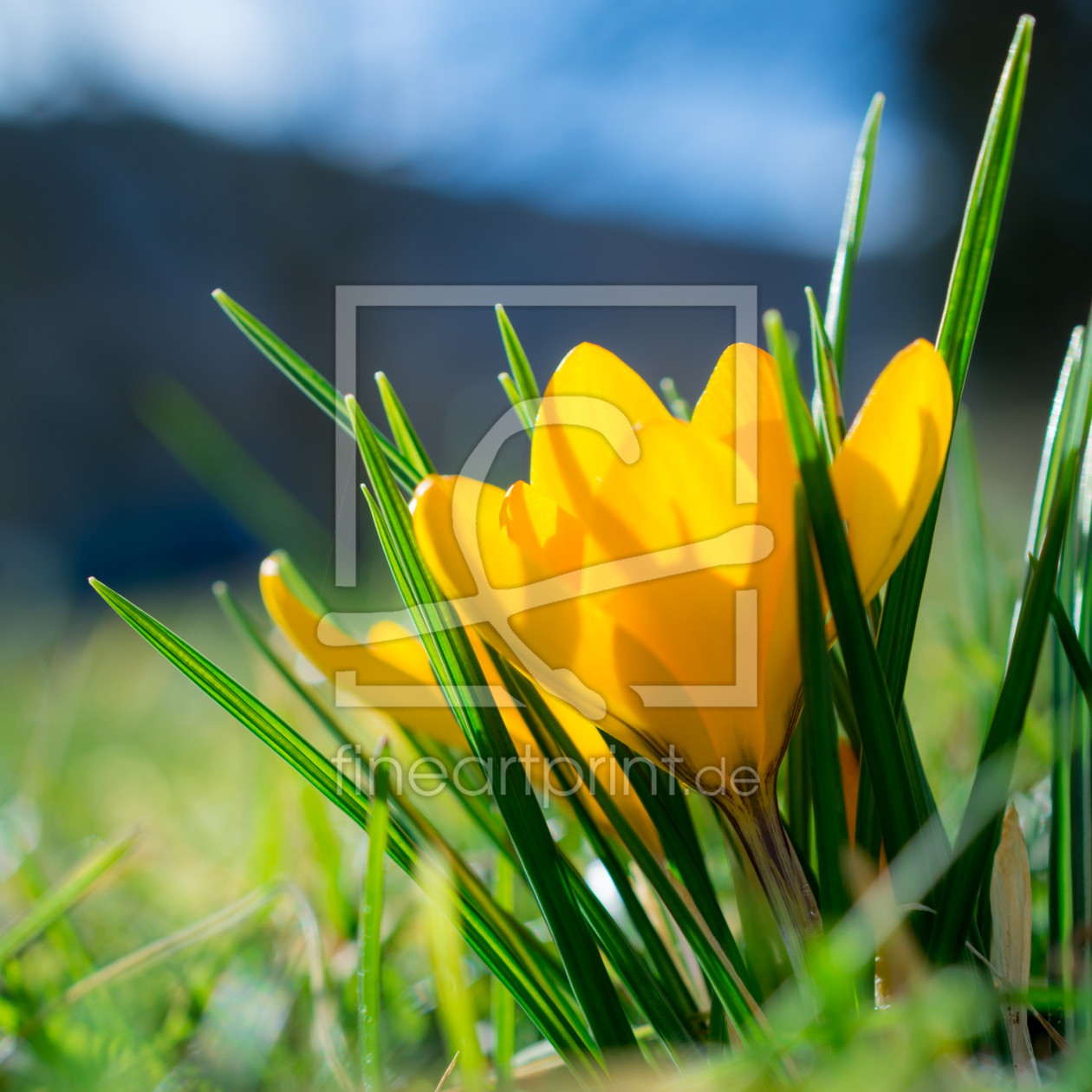 Bild-Nr.: 11473539 FRÜHLING erstellt von Richard-Young