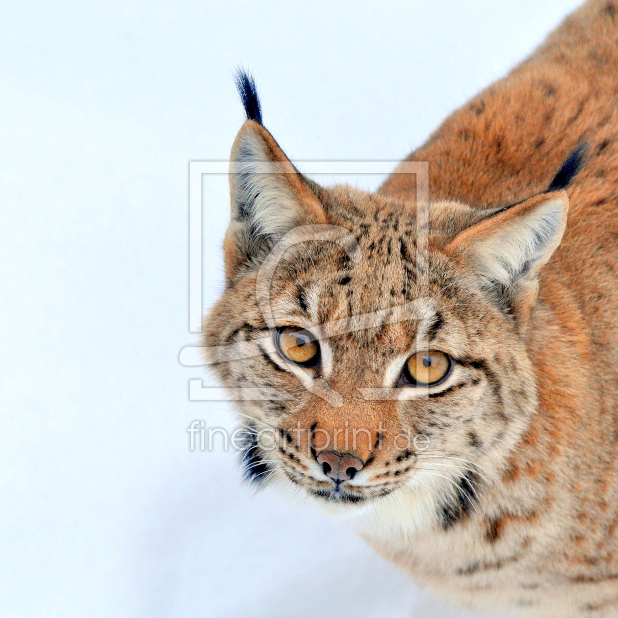 Bild-Nr.: 11473657 Augen-Luchs-Blick erstellt von GUGIGEI