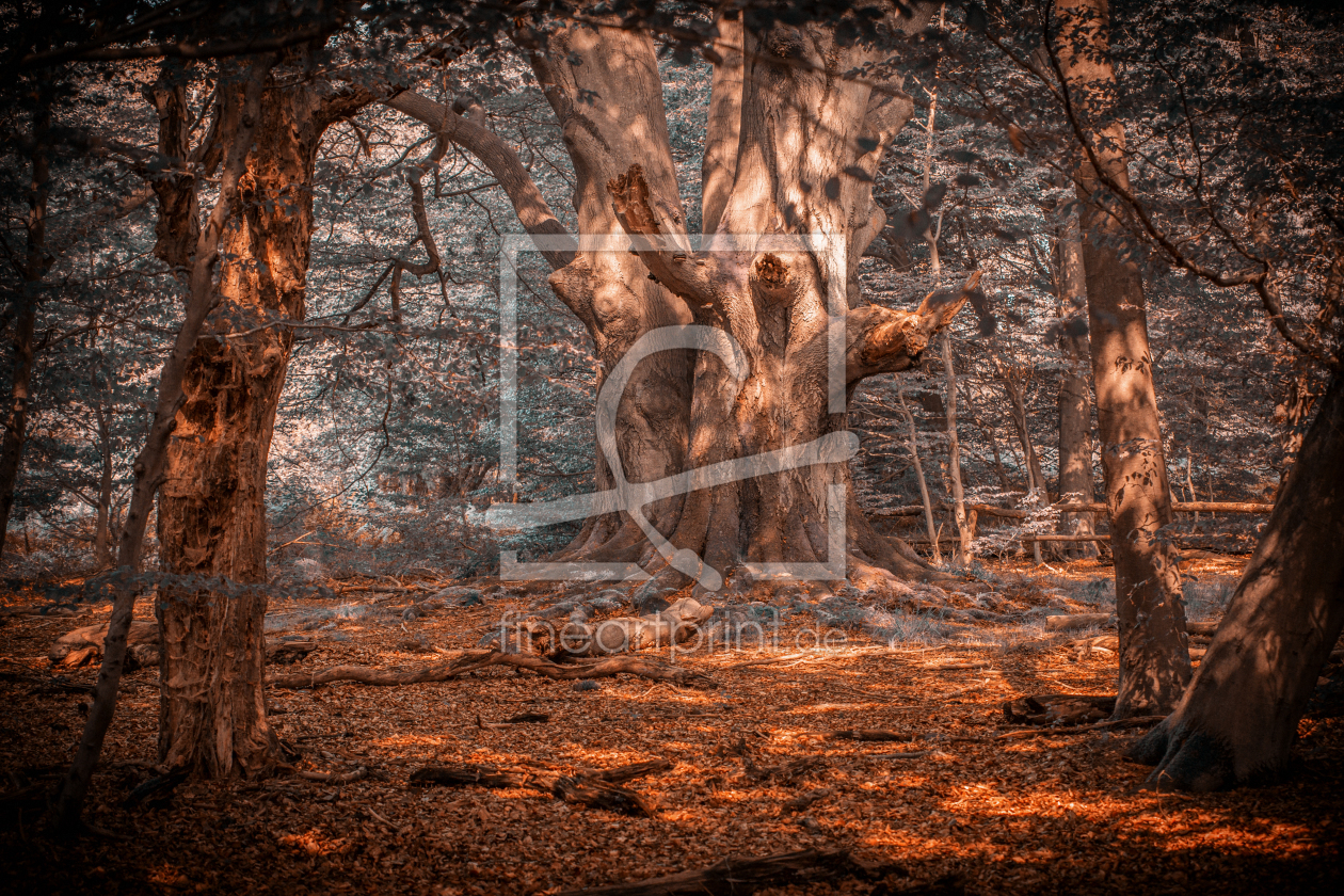 Bild-Nr.: 11473731 URWALD II | Reinhardswald Bild-Nr.: 11473731 URWALD II | Reinhardswald erstellt von Sievert