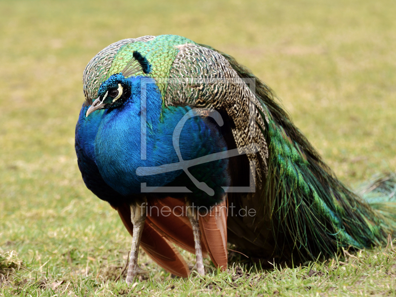 Bild-Nr.: 11473905  Pfau erstellt von Ostfriese