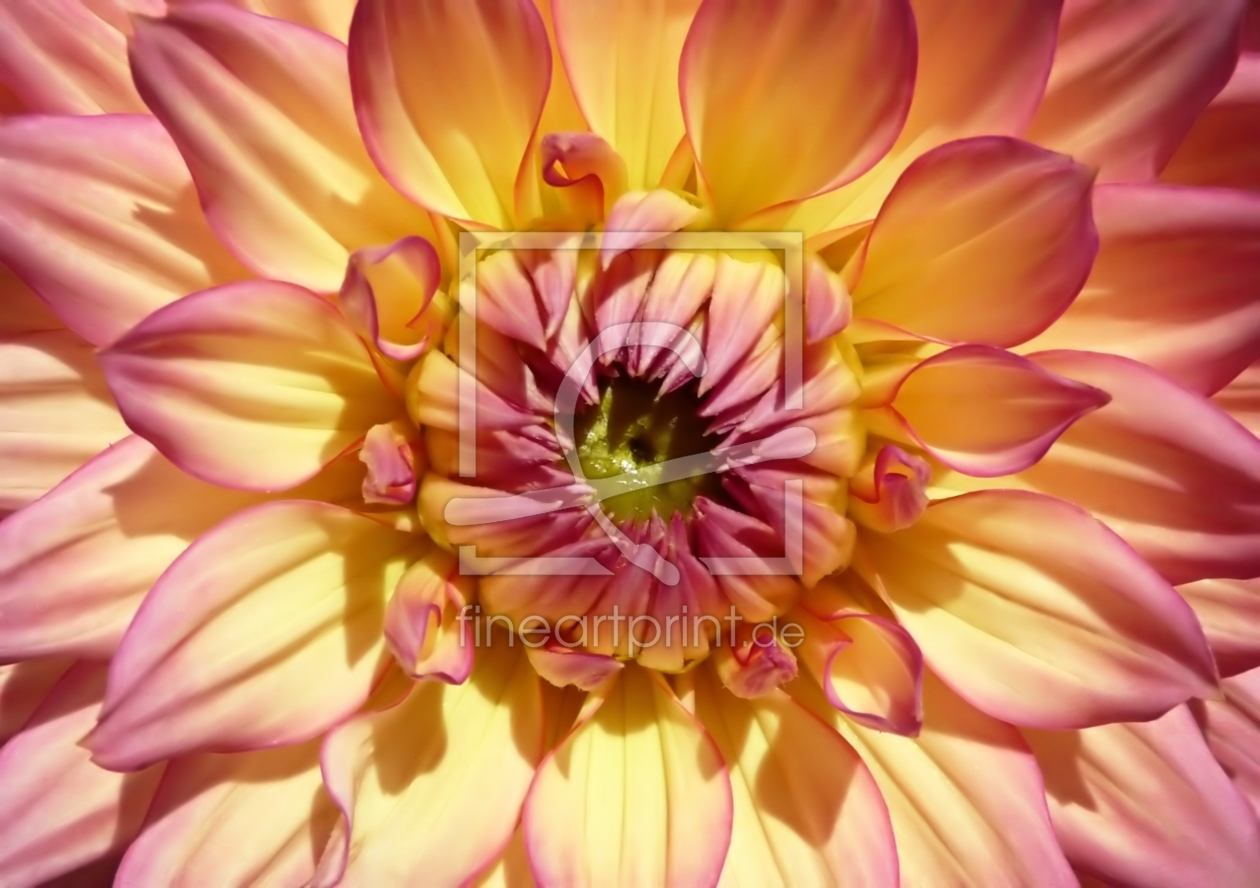 Bild-Nr.: 11473928 Dahlia erstellt von youhaveadream