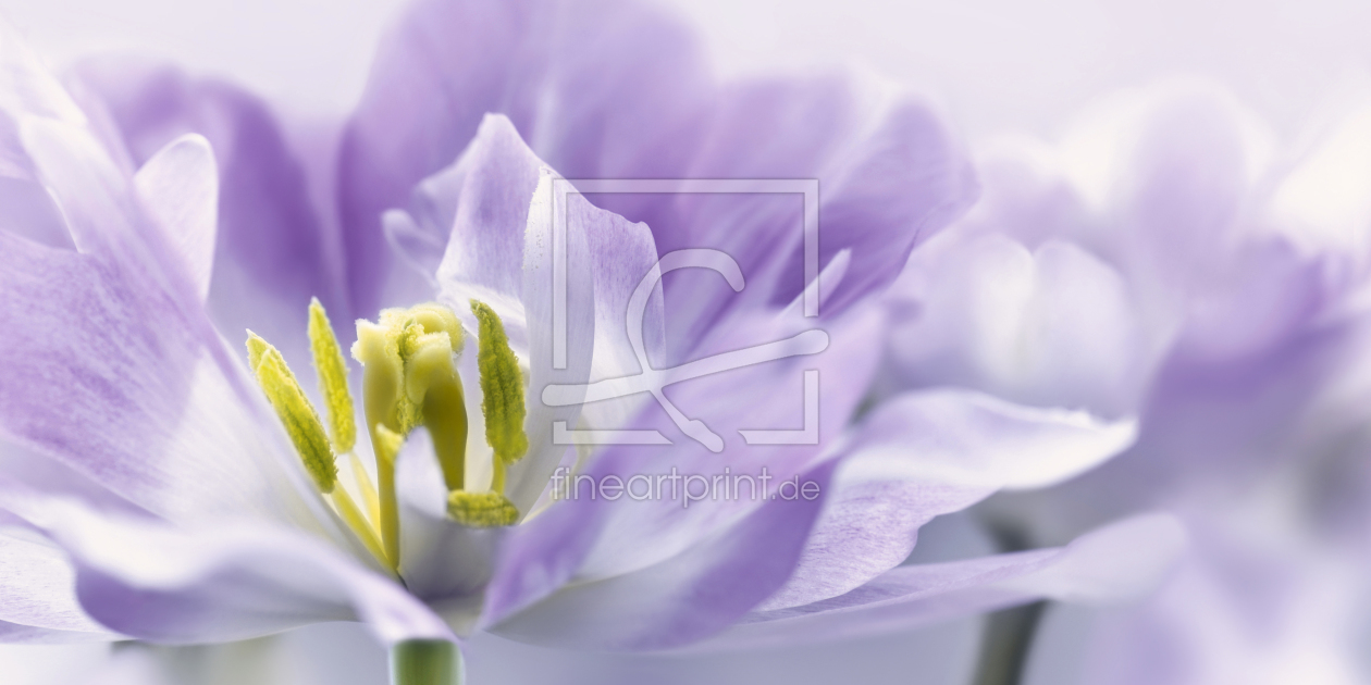 Bild-Nr.: 11473938 Tulpen Bild-Nr.: 11473938 Tulpen erstellt von Atteloi