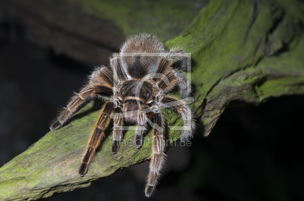 Bild-Nr.: 11473945 Spinne erstellt von iwonag