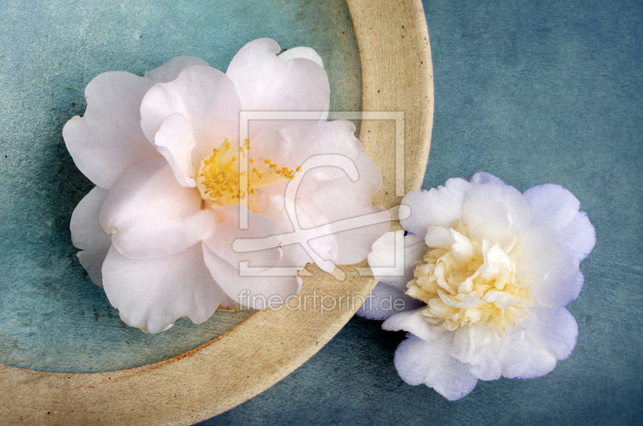 Bild-Nr.: 11473954 Camellia Bild-Nr.: 11473954 Camellia erstellt von Rolf Eschbach