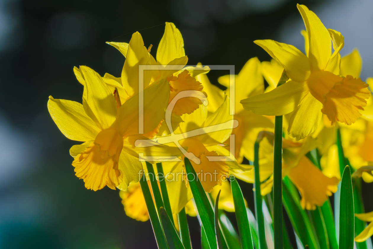 Bild-Nr.: 11474088 Frühlingsabend erstellt von Richard-Young