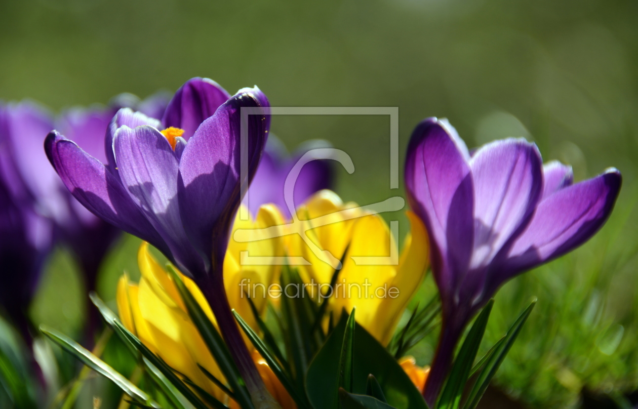 Bild-Nr.: 11474326 Krokusse erstellt von GUGIGEI