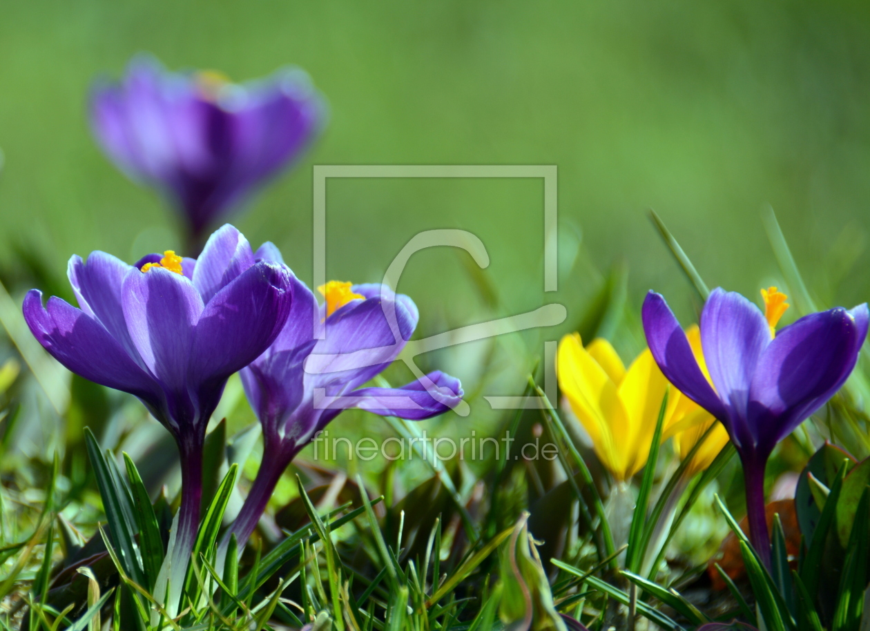 Bild-Nr.: 11474378 Frühlingserwachen erstellt von GUGIGEI