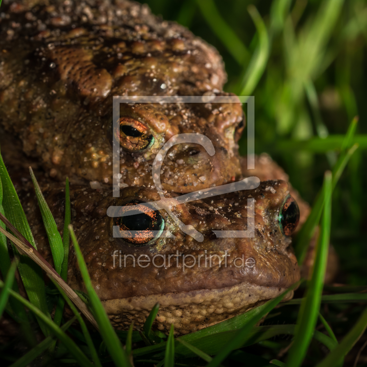 Bild-Nr.: 11475504 Bufo bufo - Erdkröte erstellt von Richard-Young