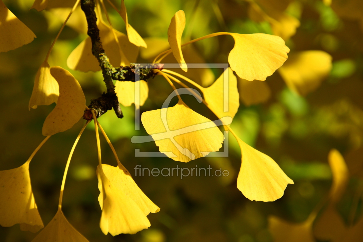 Bild-Nr.: 11475631 golden ginkgo erstellt von GUGIGEI