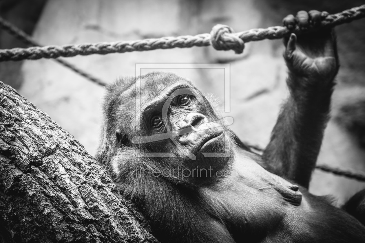 Bild-Nr.: 11475928 Gorilla erstellt von KSauerPhotography